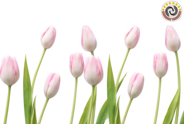 Bạn thấy hoa tuylip nở là biểu hiện của điều gì 