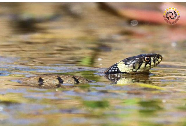 Nhìn thấy hình ảnh rắn bơi trên mặt nước thì sao?