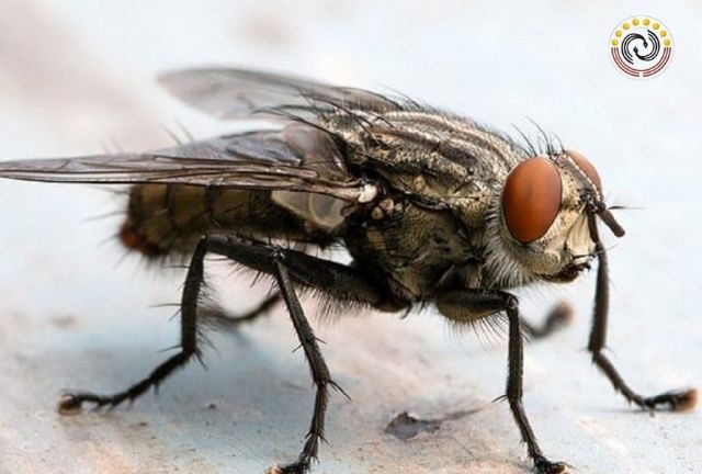 Mơ thấy ruồi nhặng hên hay xui?