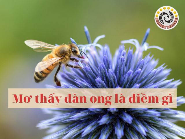 Mơ thấy đàn ong là điềm gì? Giải mã ý nghĩa giấc mơ thấy ong